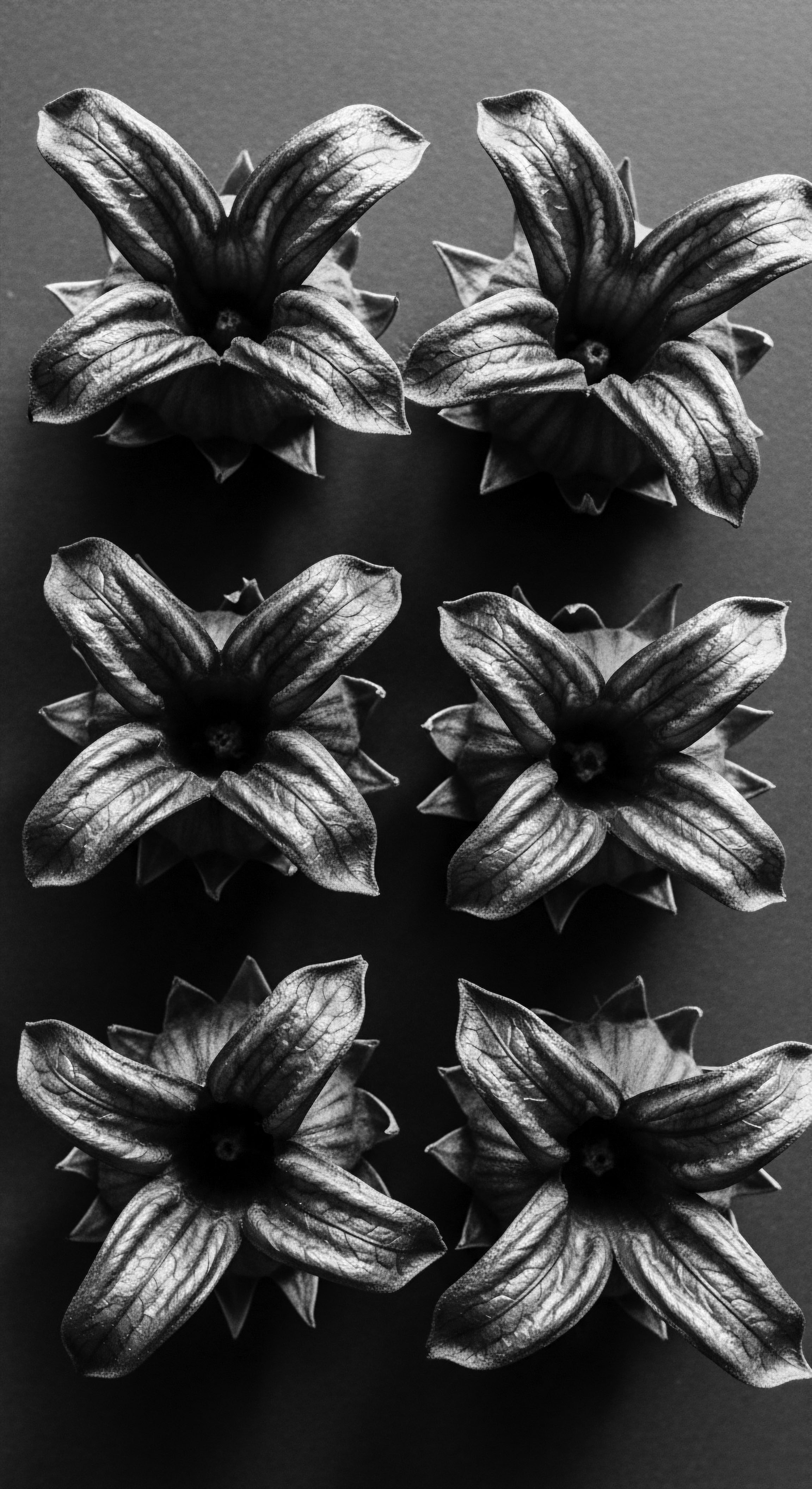 Abstract Floral Forms a Study in Light Texture and Ancestral Heritage The botanical abstract offers a visual poem celebrating ancestral connections, hair texture, and the rich heritage woven into the care of textured hair. These floral structures mirror the strength and beauty inherent in wellness and traditions, expressing both history and resilience.
