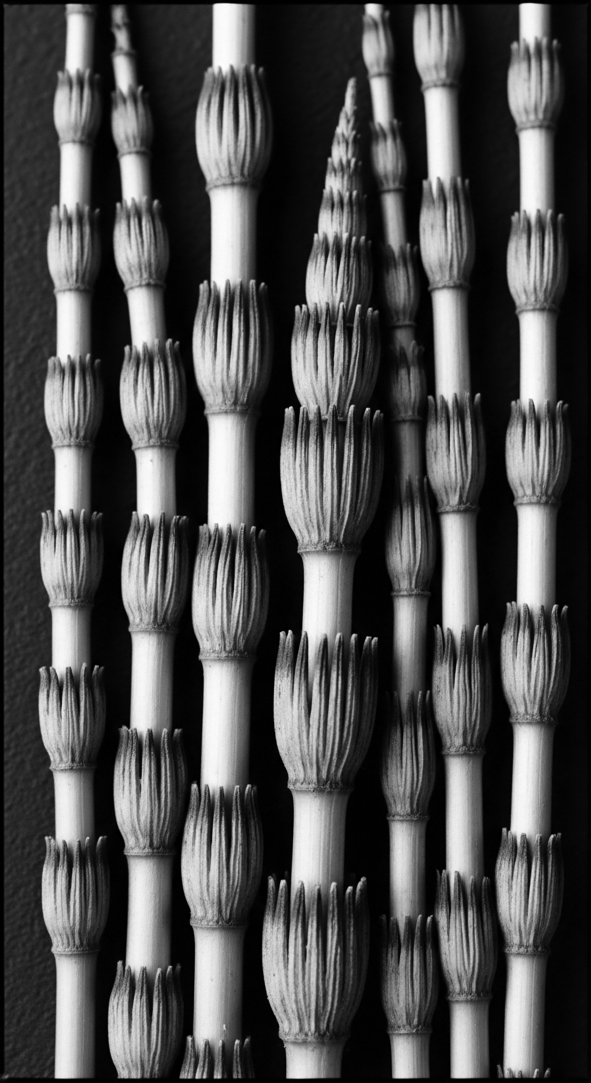 Abstract Horsetail Reed Arrangement Evokes Natural Textured Hair Patterning The horsetail reeds, with their unique segmentation and organic form, provide a powerful visual metaphor for the architecture of textured hair, offering a natural lens through which to appreciate diverse formations and celebrate the innate beauty of each coil and spring.