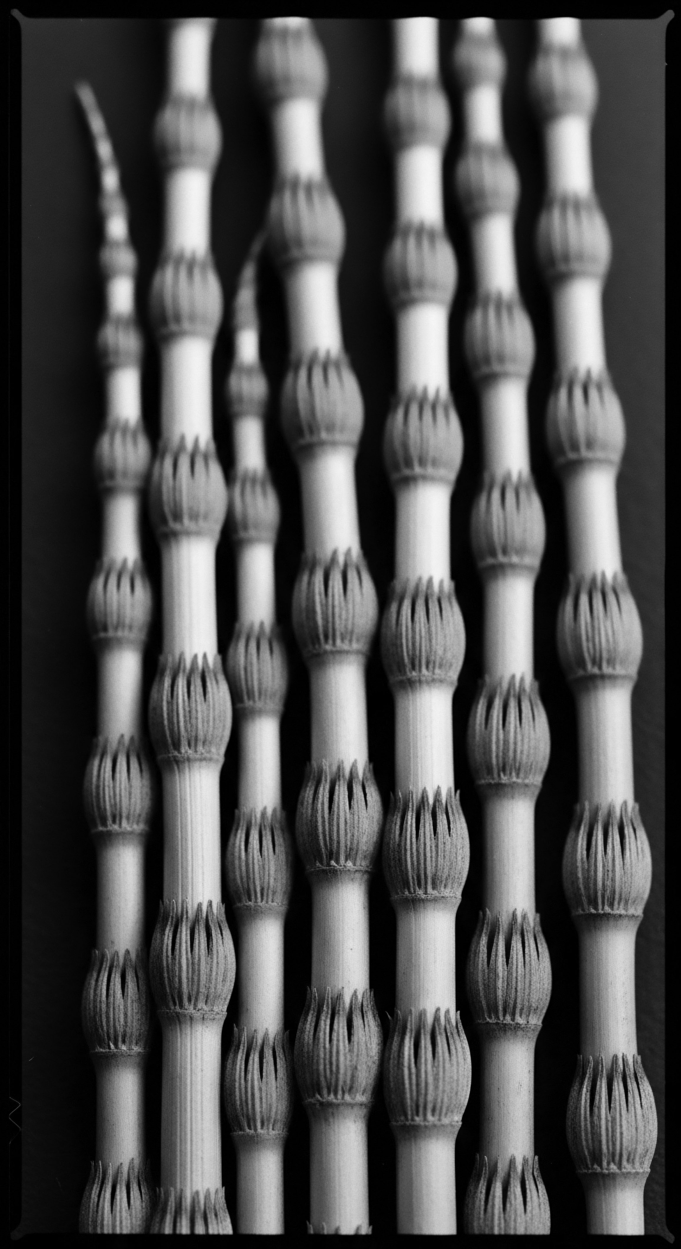 Abstract Horsetail Stems Aligned Pattern Black and White Image The photograph’s stark black and white palette accentuates the horsetail stems' textured patterns, mirroring traditional botanicals used within ancestral hair care preparations. The alignment invites contemplation about nature's inherent symmetries and holistic well-being.