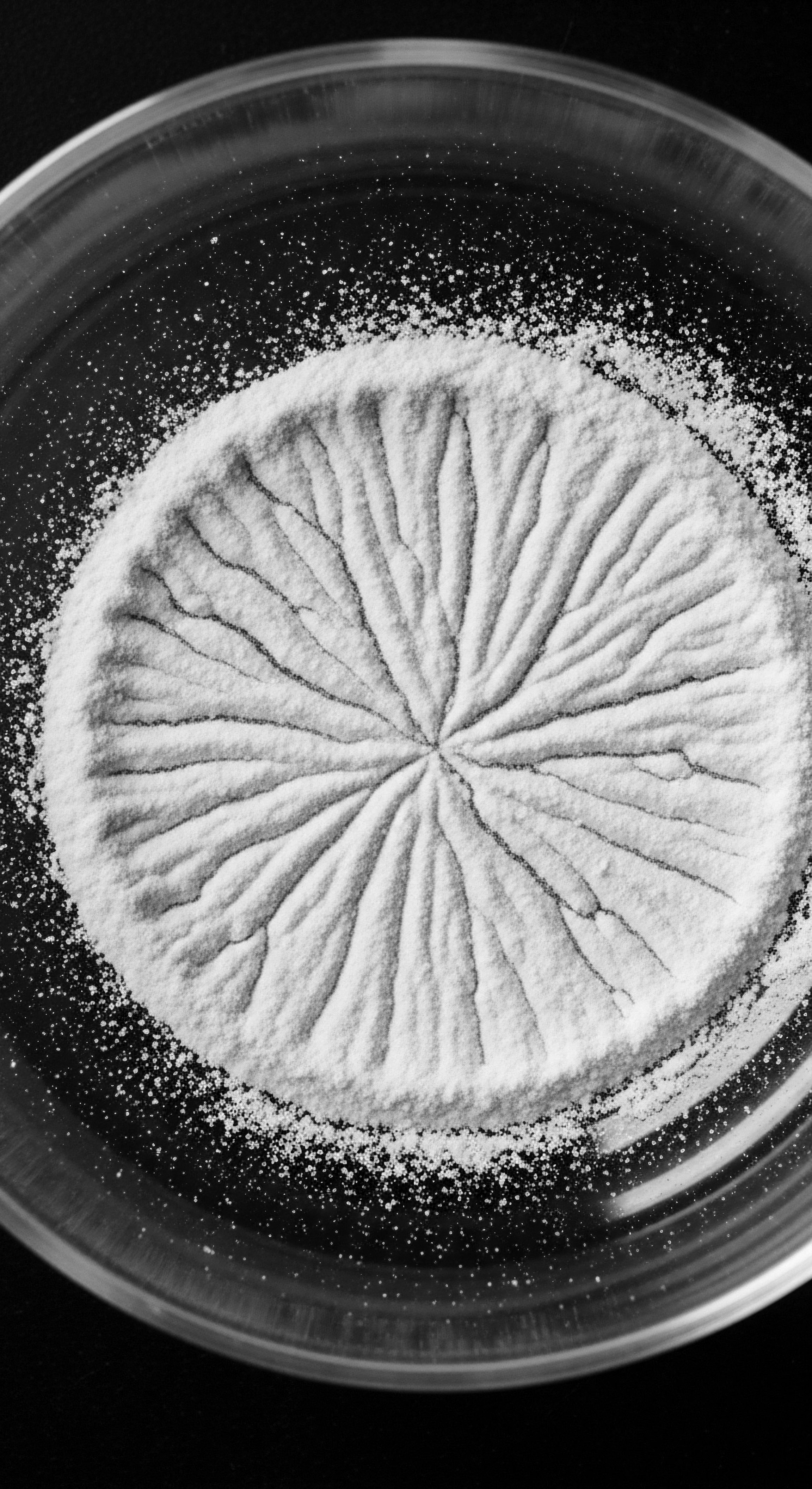 Abstract Radial Pattern of Powder Resembling Textured Hair Root Formation The image presents an abstract visual metaphor for textured hair patterns and origins, reflecting cultural significance, ancestral roots, and the intricate network forming the foundation of textured hair's unique structure, a tribute to holistic care and heritage.