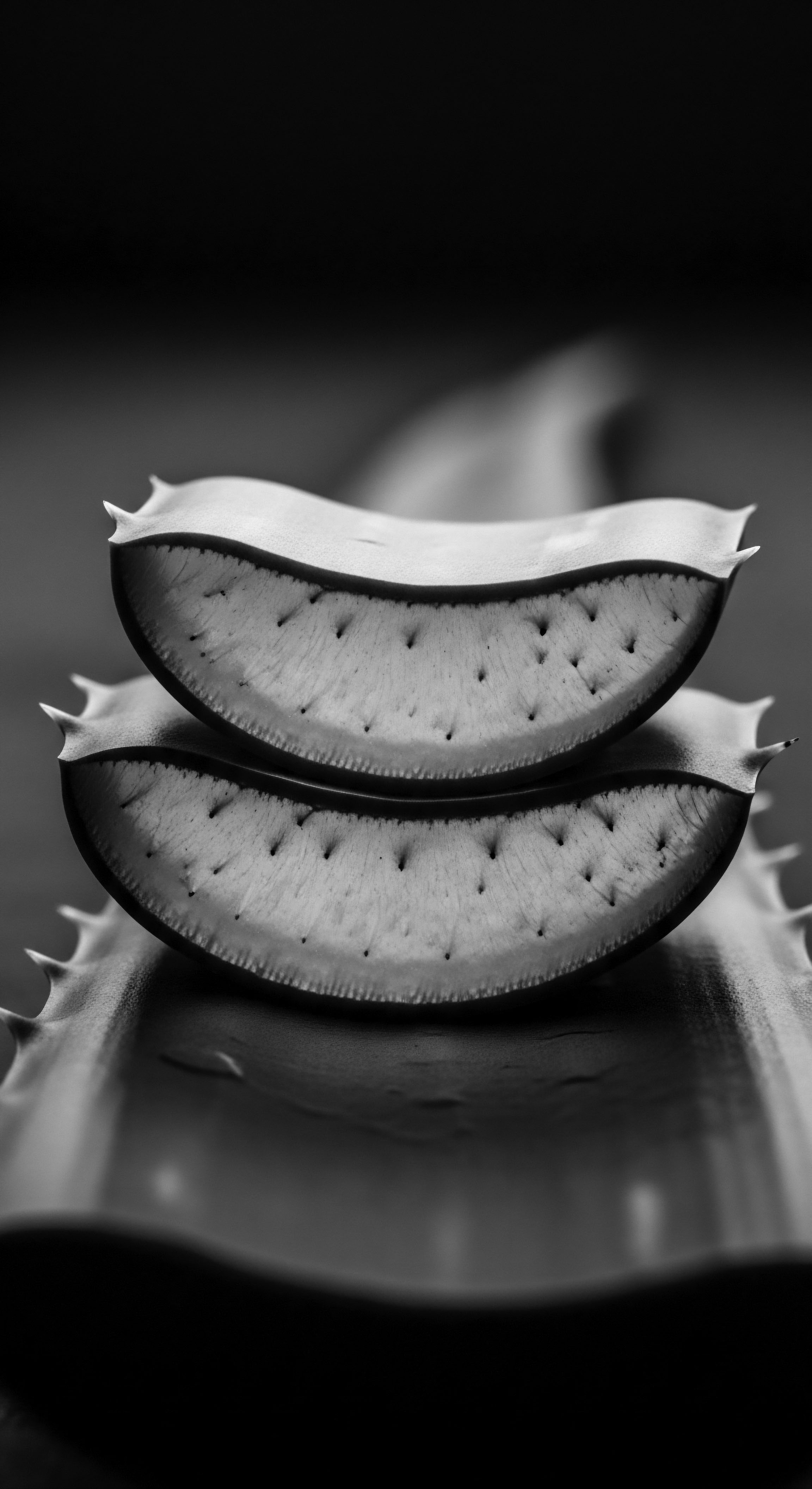 Aloe Vera Slices Detail Holistic Textured Hair Care Ingredients Black and White Aloe vera's inner structure provides essential moisture and nourishment to textured hair patterns, reflecting a heritage of holistic practices rooted in ancestral knowledge, empowering generations with nature's best and affirming the significance of ingredient focused well being.