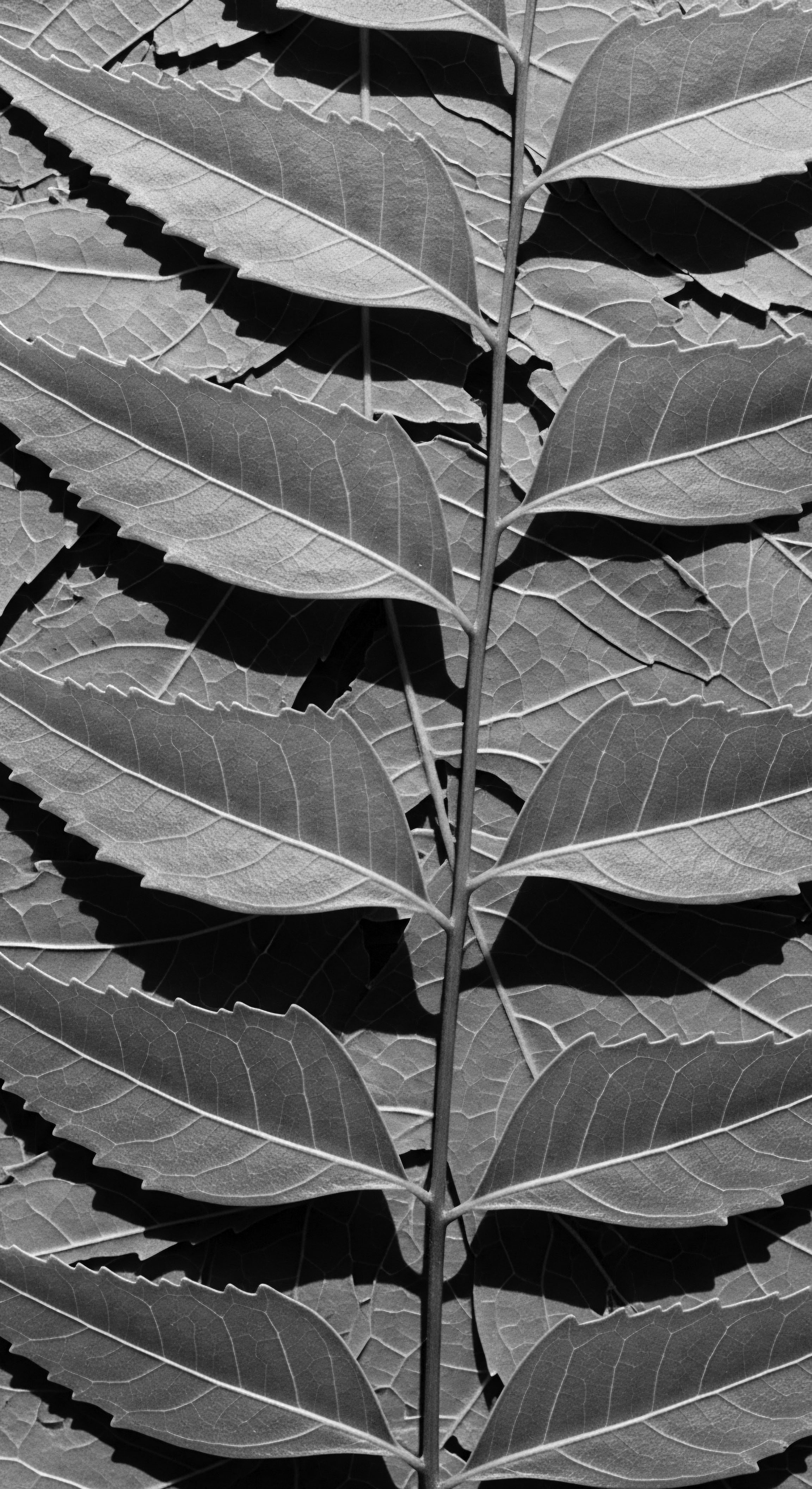 Artistic Black and White Leaves Arrangement Represents Natural Textured Hair Ingredients Botanical textures evoke the organic foundations of holistic hair care, mirroring Black hair traditions and mixed-race hair narratives. This leaf arrangement, reminiscent of ancestral heritage, connects natural ingredients with expressive styling for texture, promoting wellness and celebrating the artistry of textured hair formations.