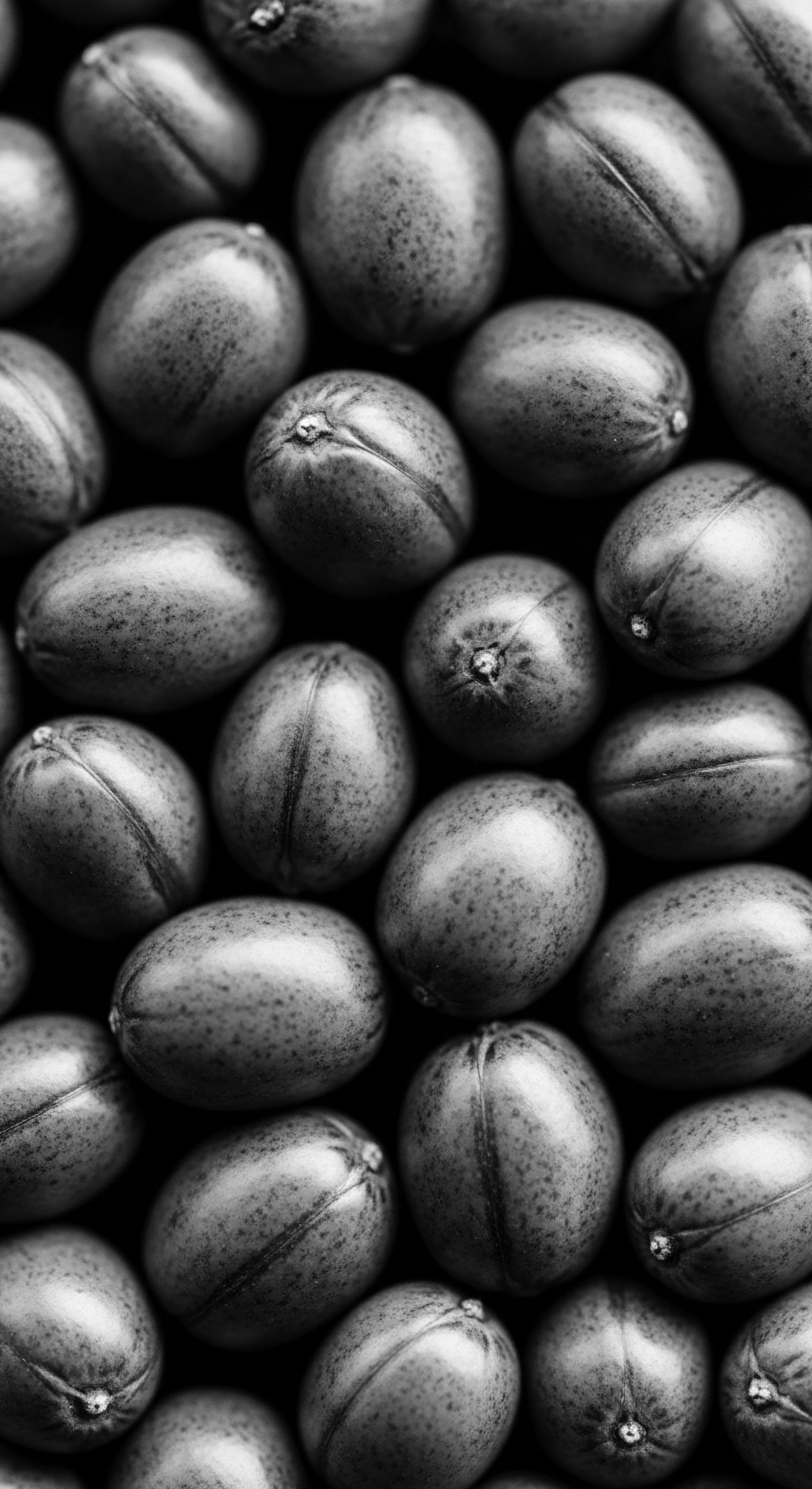 Black and White Image Cluster of Palo Santo Seeds Holistic Wellness The monochrome visual invites reflection on sustainable afro wellness and the rich heritage of plant-based textured hair care, deeply rooted in ancestral knowledge and holistic practices, echoing traditions to protect and nourish natural heritage.