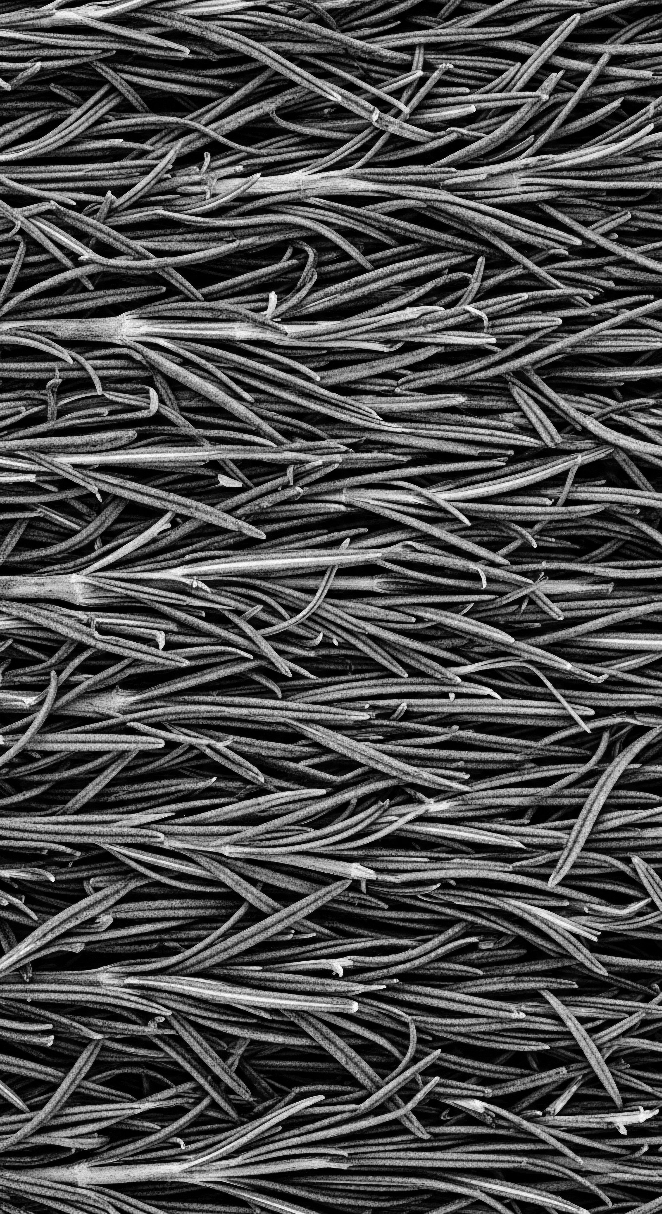 Black and White Rosemary Needles Aromatic Herb Texture Organic Matter Intricate rosemary needle patterns create a textural study in black and white. Organic layout evokes botanical formulations. Represents natural ingredients within holistic hair care.