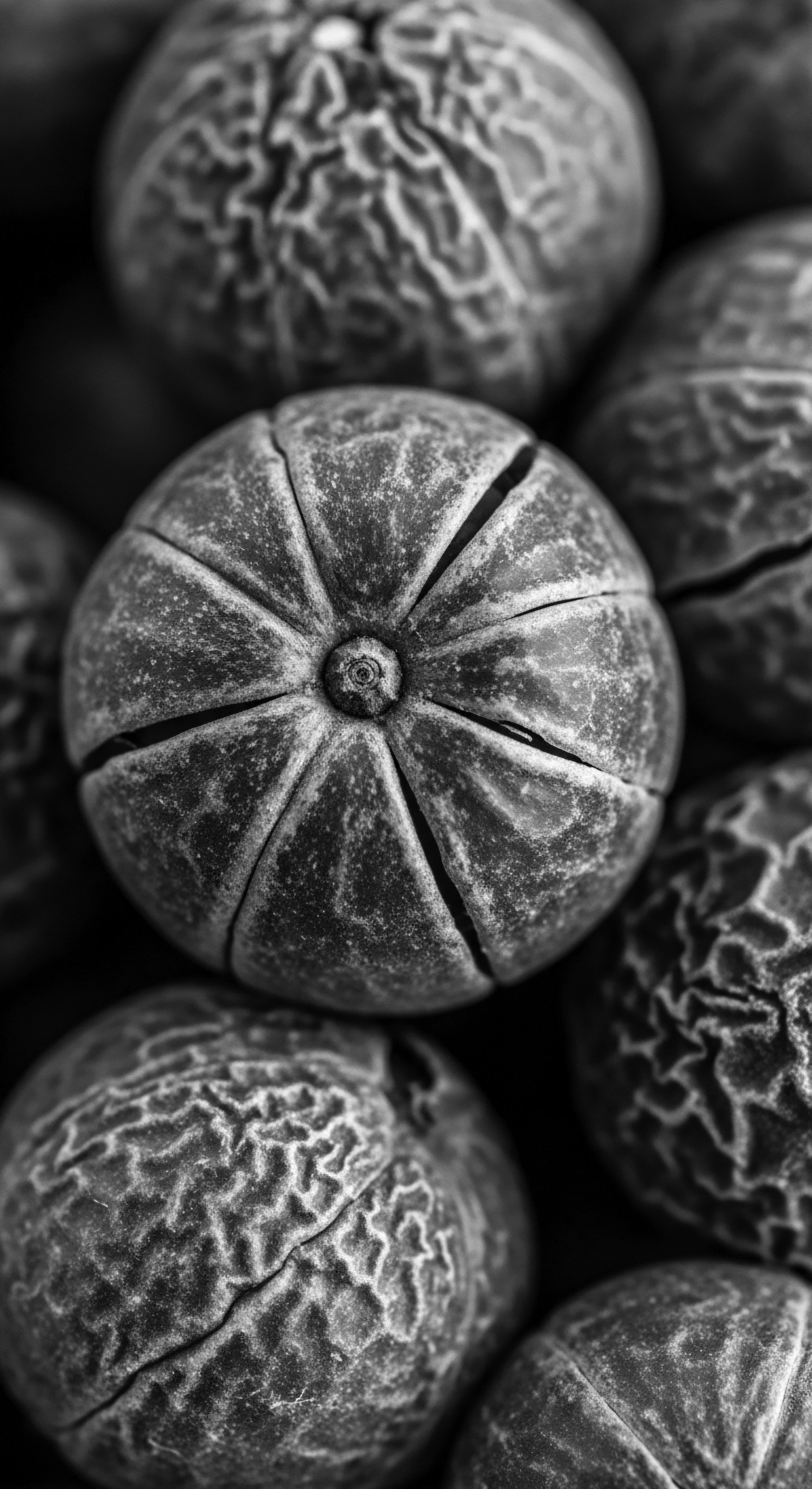 Black and White Study of Shea Nut Seeds for Textured Hair Elixir This black and white study captures the intricate details of shea nuts, revered in African ancestral traditions, emphasizing their potential to hydrate and rejuvenate textured hair, celebrating the beauty and resilience of coil formations while drawing on holistic ingredients from nature’s pharmacy.