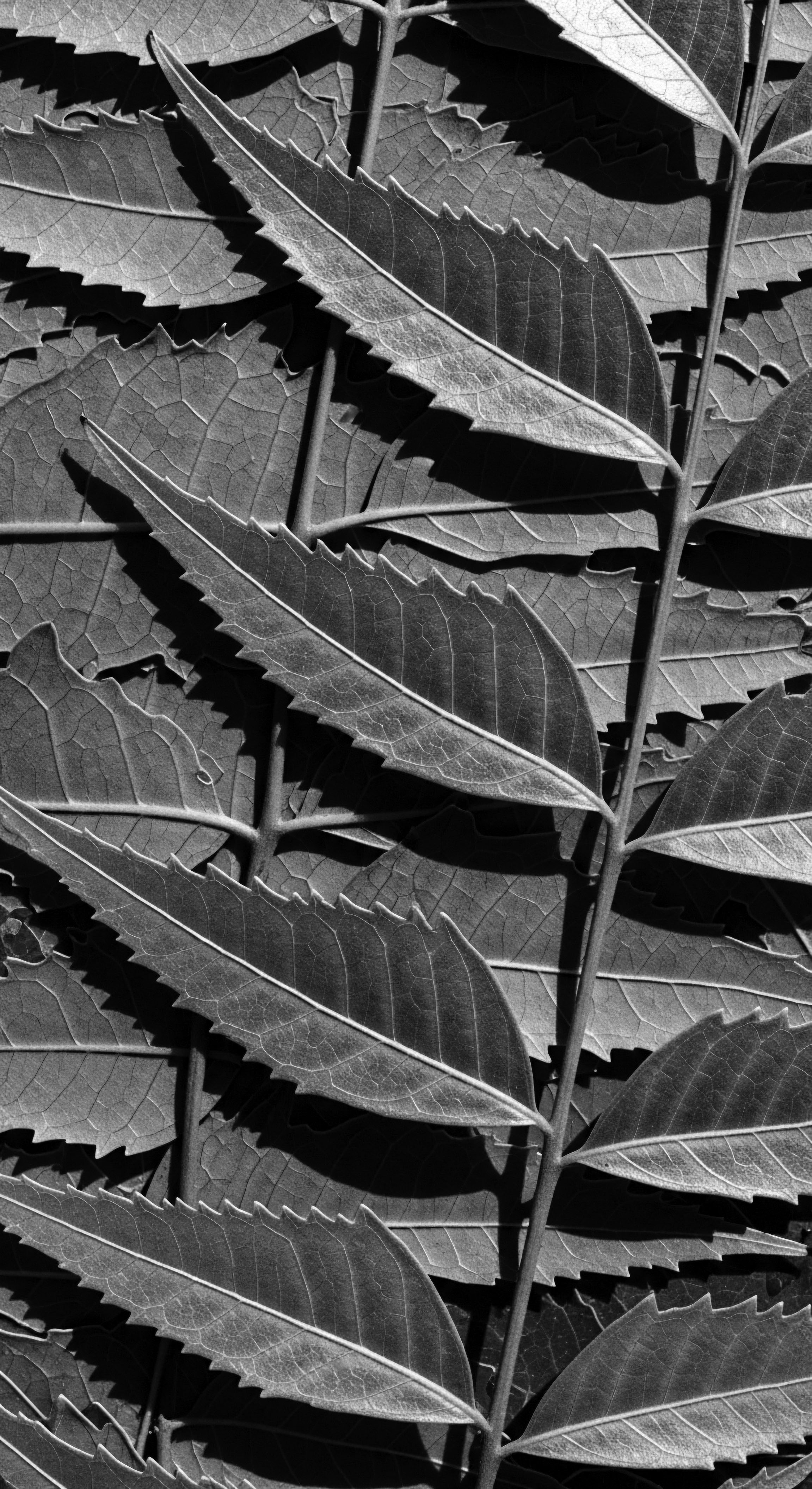 Botanical Harmony Monochrome Leaves Arrayed Naturally for Textured Hair Infusion An intricate monochrome array of neem leaves embodies nature's profound wisdom, alluding to ancient holistic practices and treatments for heritage textured hair. This visual echoes the rich cultural narratives intertwined with hair wellness and ancestral techniques.