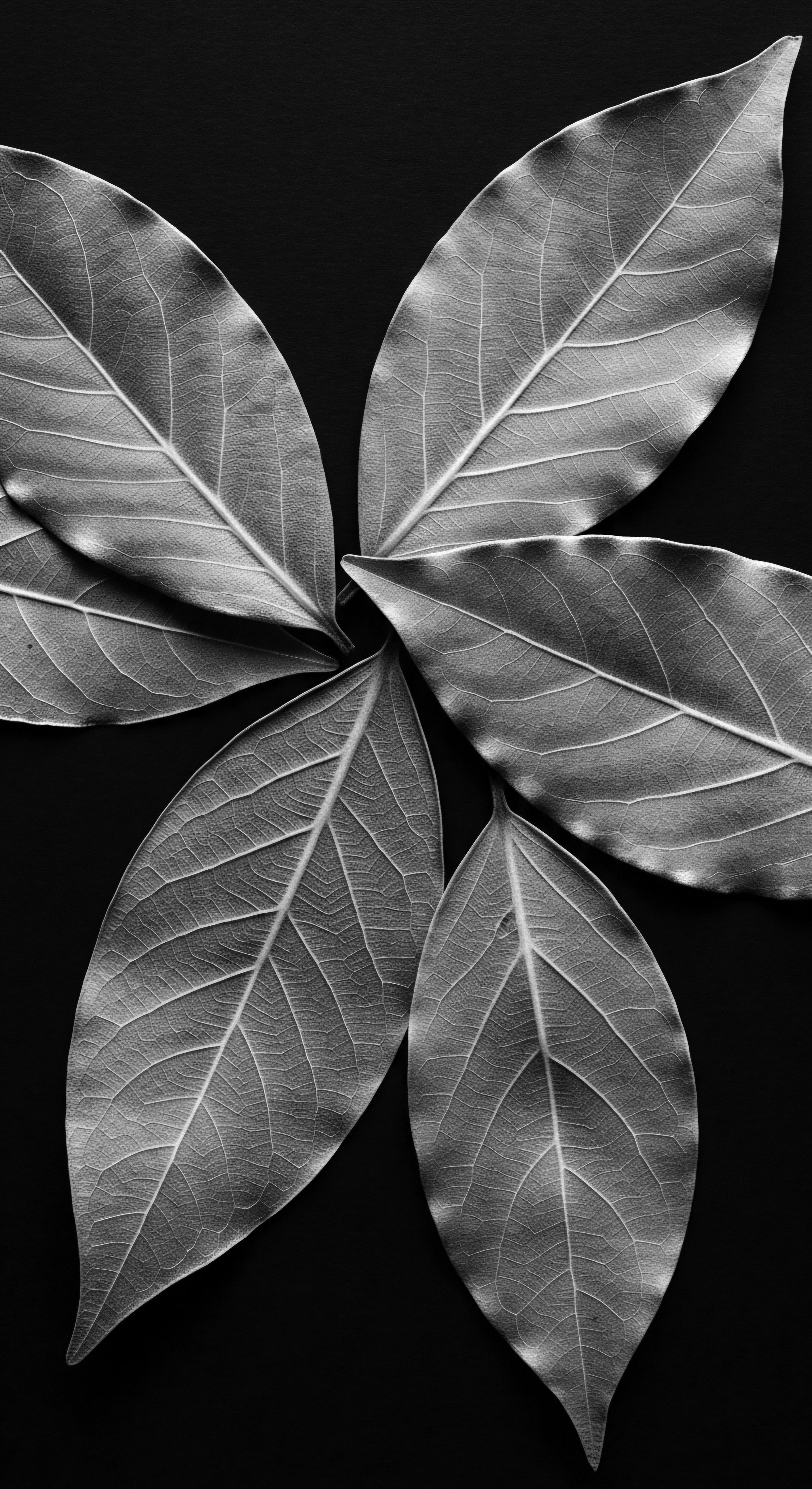 Botanical Symmetry Black and White Leaves in Five Part Radial Arrangement The radial leaf arrangement presents a metaphor for harmony and balance in holistic textured hair care, each vein representing the vital flow of nourishment from ancestral heritage, reinforcing the interconnectedness of well-being practices, community heritage and expressive styling traditions.