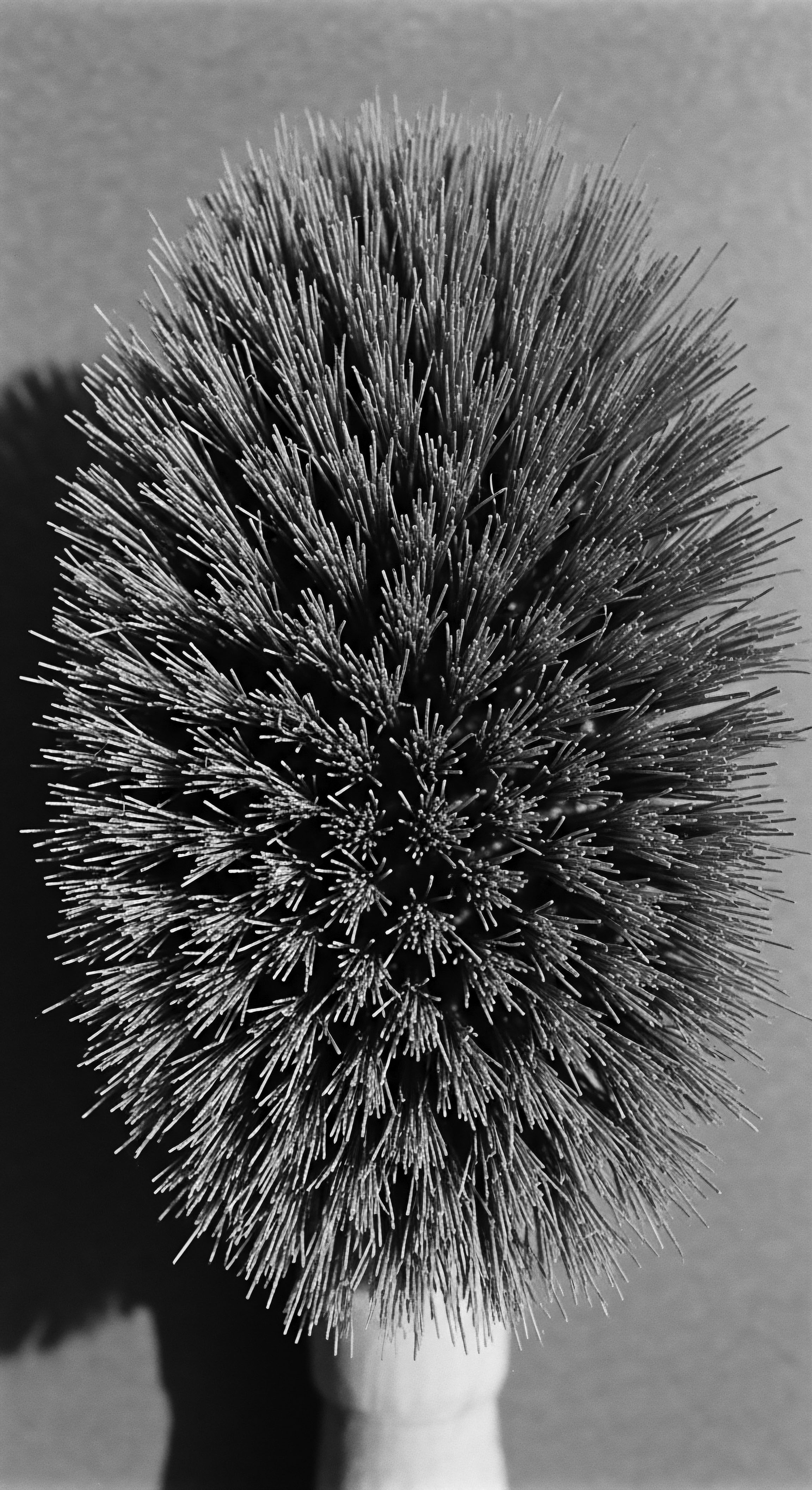 Dense Bristle Brush for Textured Hair Care Black and White The bristle brush symbolizes a commitment to healthy, textured hair ancestral practices embraced modern wellness through specialized tools, aiding gentle detangling and styling. This thoughtful care fosters both physical and cultural pride, reflecting the unique beauty of inherited hair patterns.