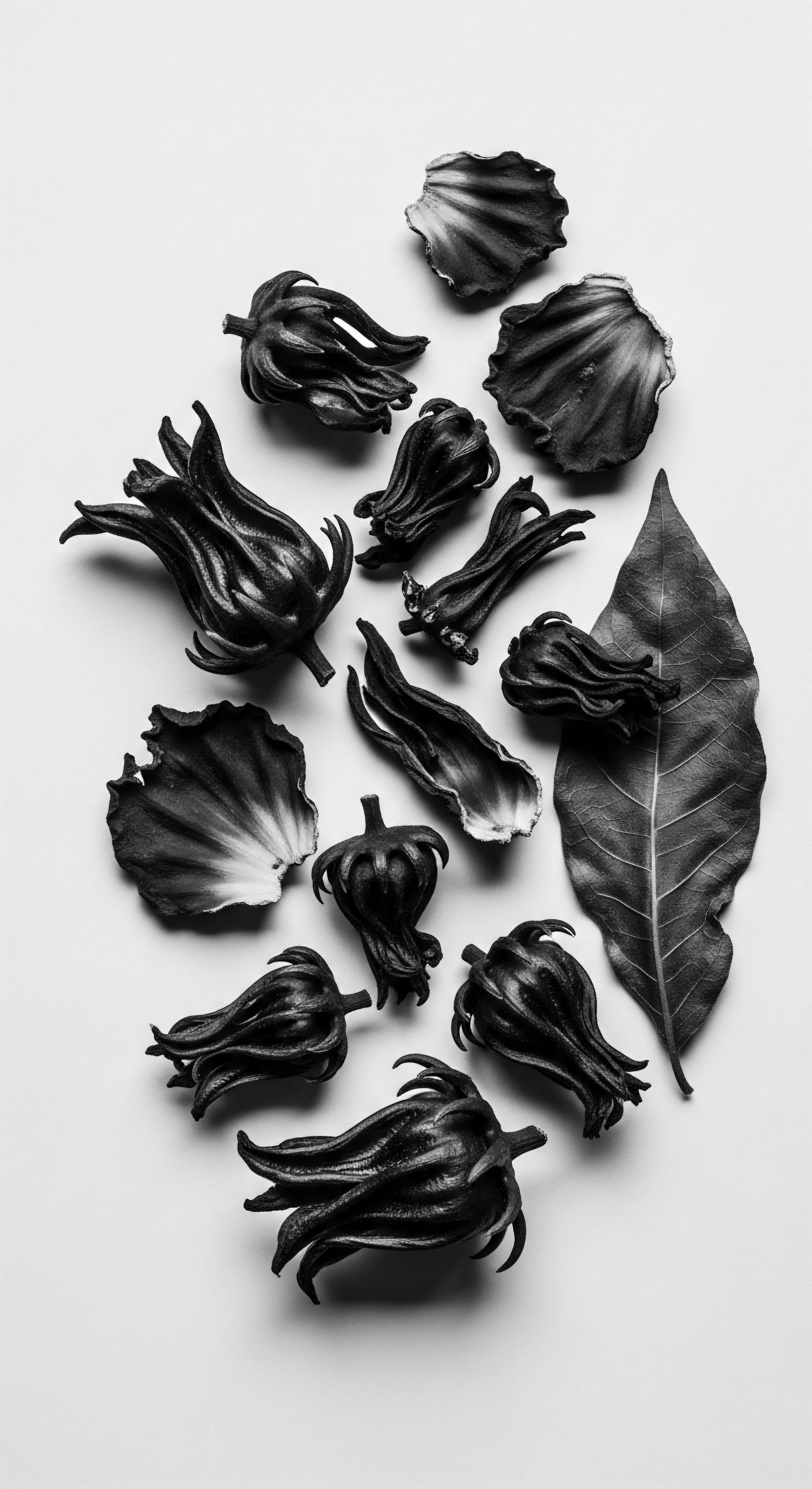 Dried Roselle Flowers and Leaf Still Life Black and White This black and white study of Roselle flowers evokes herbal hair traditions, reflecting a holistic approach to scalp and strand health. It hints at the ancestral practice of using botanicals for care, passed through generations, enhancing beauty rituals steeped in cultural heritage.
