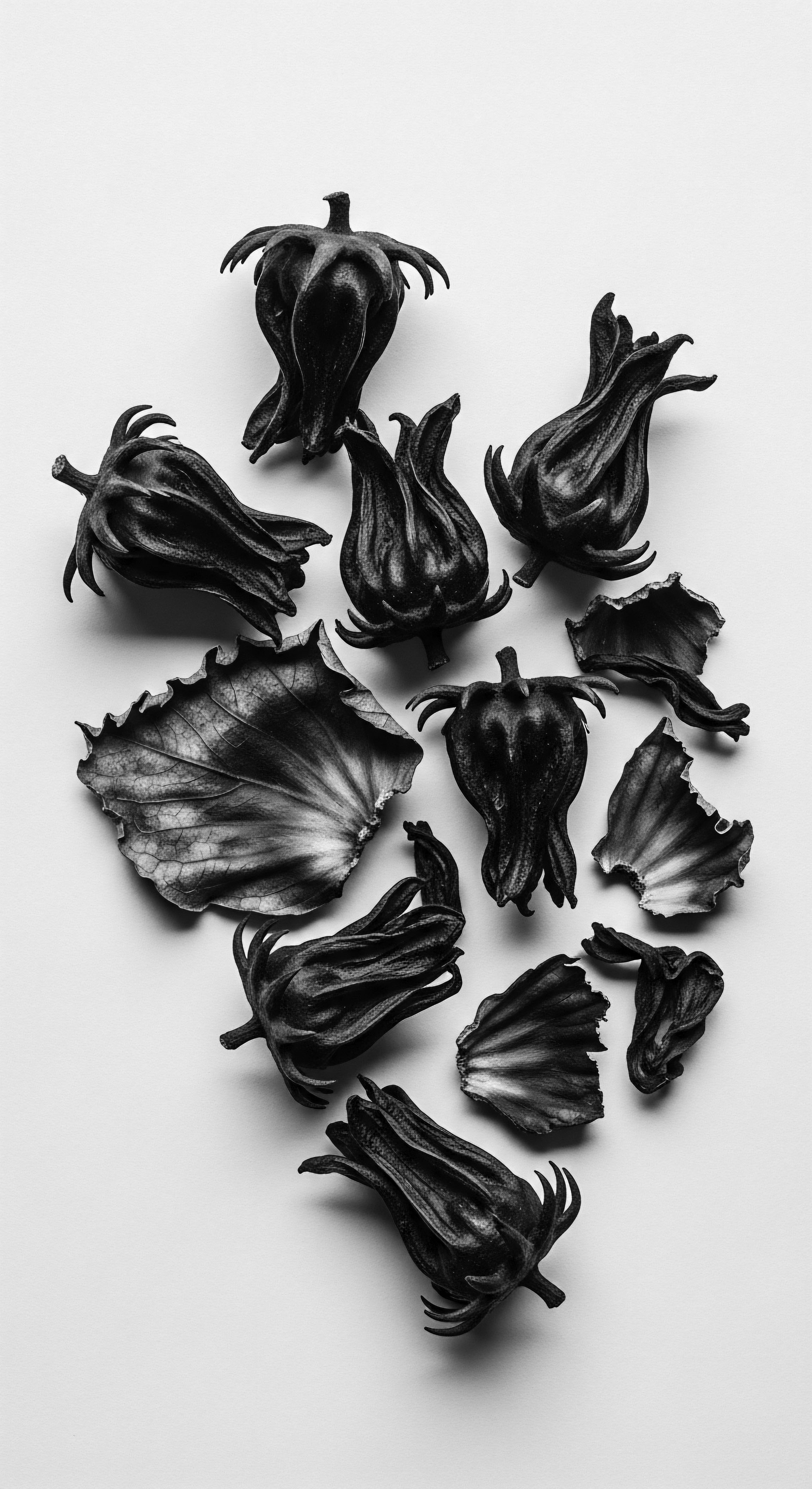 Hibiscus Flowers and Leaves Displaying Natural Heritage in Black and White Black and white tones highlight the heritage of botanical ingredients in textured hair care, emphasizing hibiscus flowers’ role in holistic rituals and deep ancestral connections. Leaves and blossoms communicate wellness via natural traditions, promoting healthy hair formations.