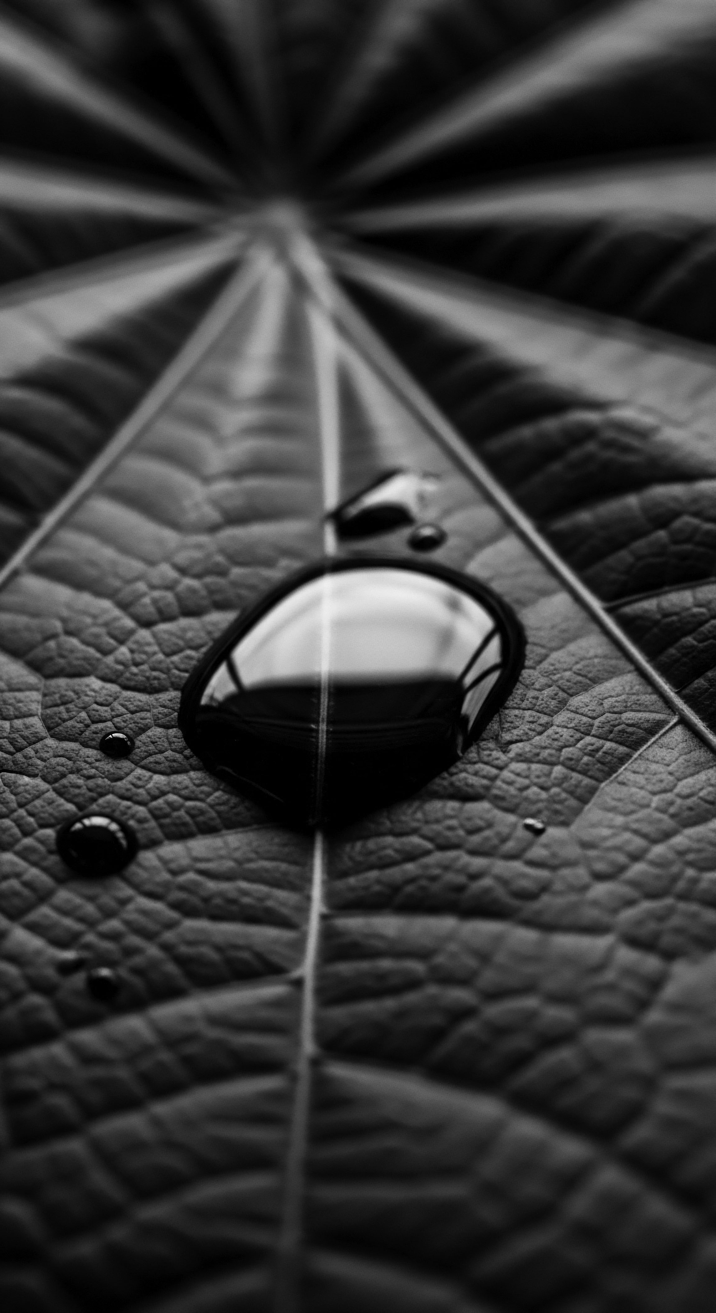 Leaf Veins and Water Droplets Detail in Striking Black and White The interplay of light on the leaf's surface and within the water droplets evokes a sense of depth and tranquility, mirroring the holistic approach to textured hair care that seeks to nourish and protect the delicate balance of natural formations, patterns, celebrating ancestral heritage and wellness.