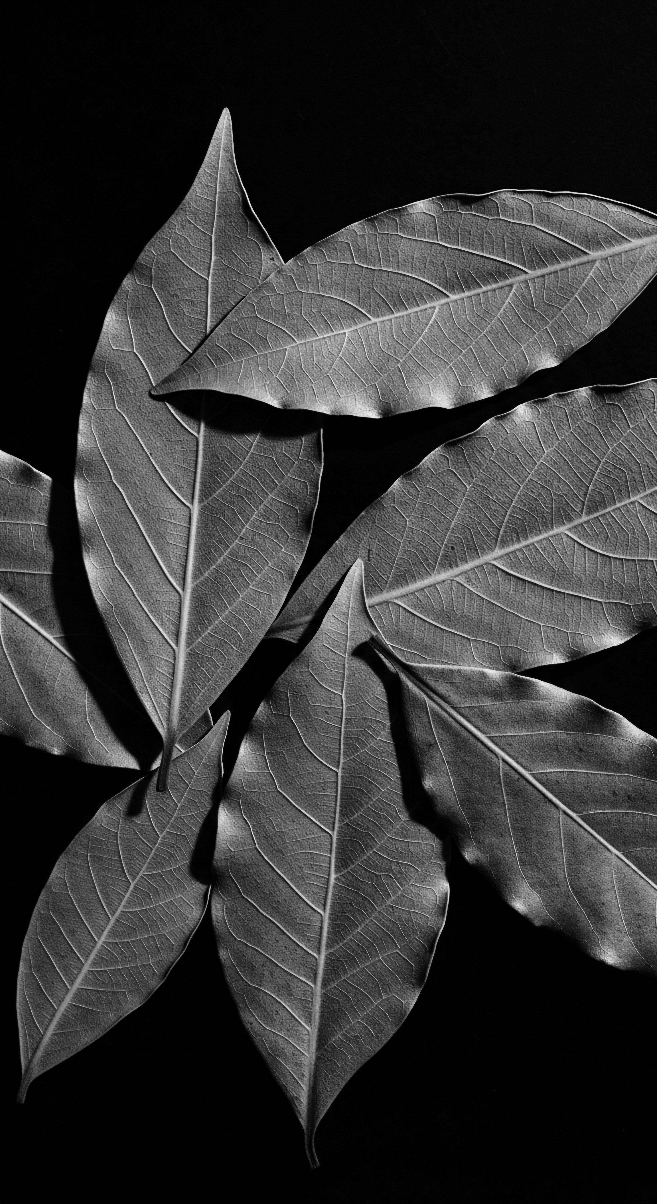 Monochromatic Leaves Reveal Textural Depths Black Hair Ingredient Inspiration Source The striking interplay of light and shadow across layered leaves mirrors the varied tones and rich textures within black hair. This composition invites reflection on ancestral knowledge and the potent botanical ingredients traditionally cherished for nourishing and supporting healthy coil definition and resilience.