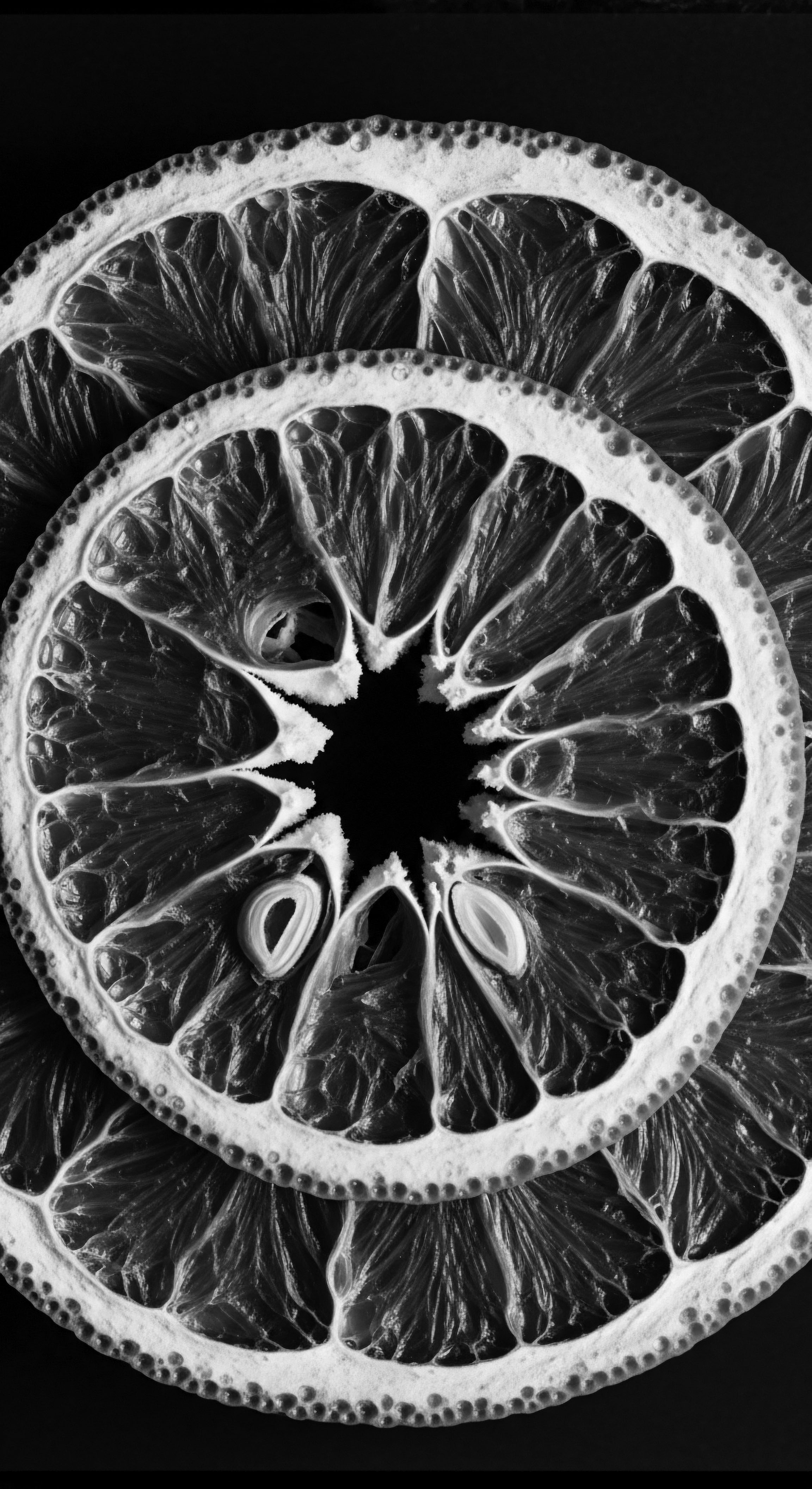 Monochromatic Lemon Slices Artistic Cross Sections Ancestral Roots Beauty A grayscale exploration of lemon anatomy evokes natural parallels with textured hair its innate architecture, care methods and ancestry. These slices represent botanical elements traditionally used in nourishing rituals, a link between holistic wellness and deeply rooted heritage.