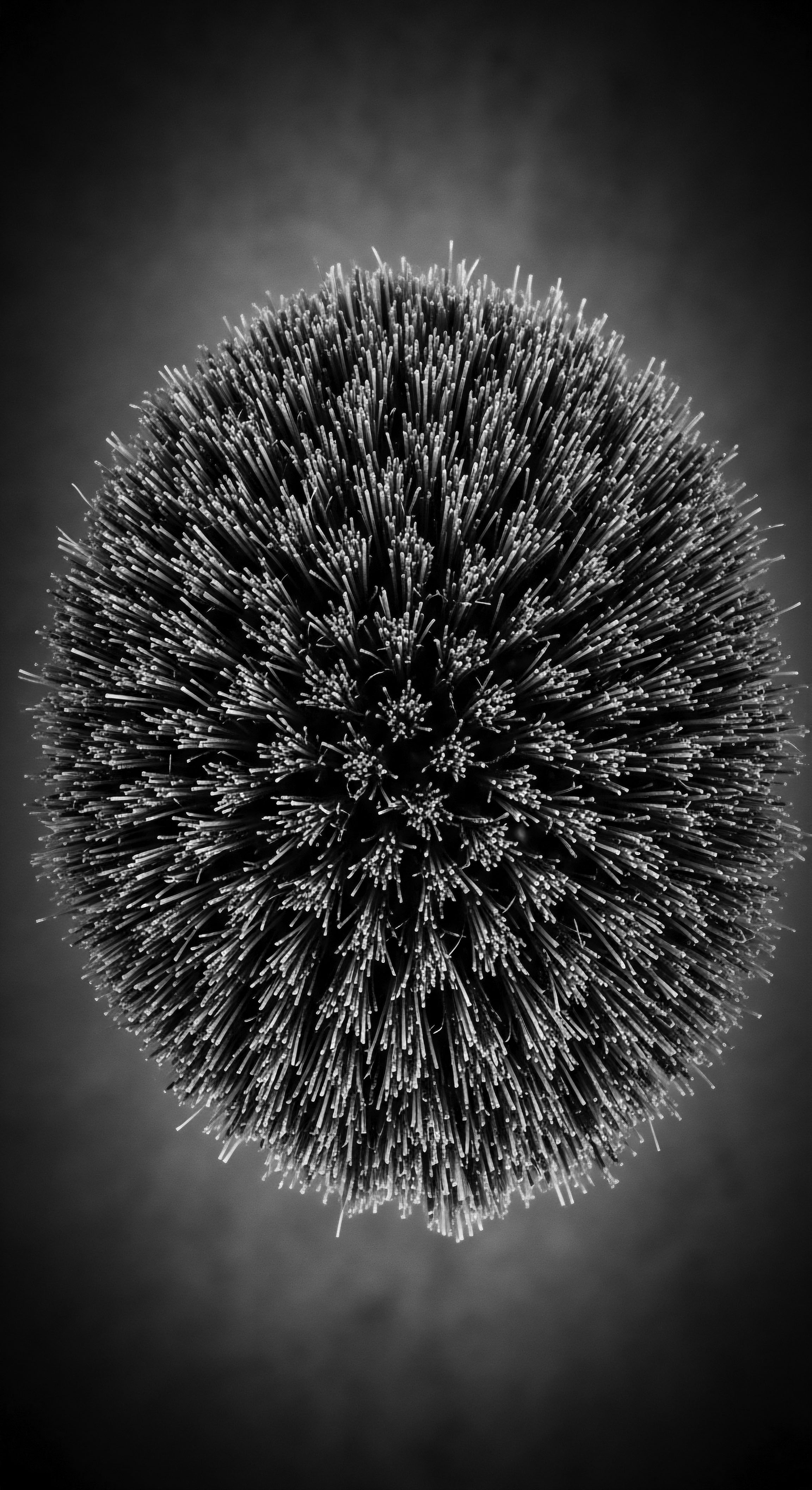 Monochrome Close Up of Kinky Coiled Hair Texture Deep Conditioning Treatment An intimate view of tightly coiled, type 4 hair's textural complexity highlights ancestral strength within Black hair traditions. The image emphasizes deep conditioning treatments essential for maintaining hydration and optimal health of such richly textured formations reflecting holistic hair care and wellness narratives.