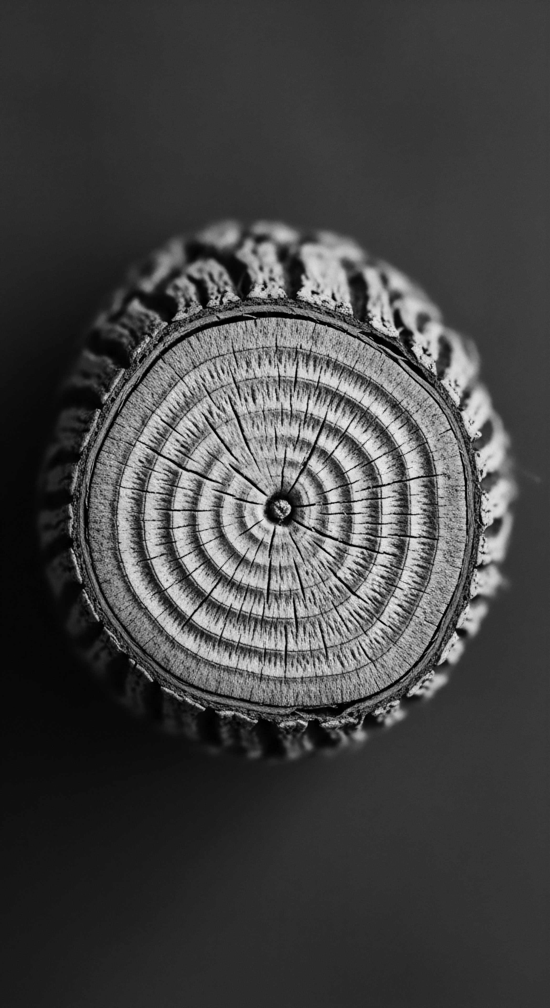 Monochrome End Grain Wood Texture Rings Ancestral Growth Patterns This stark visual of monochrome wood end grain symbolizes enduring Black hair traditions, where each spiral represents generations of resilience and care the wood's texture mirrors the rich diversity and holistic beauty rituals passed down through time, nourishing wellness for many generations.