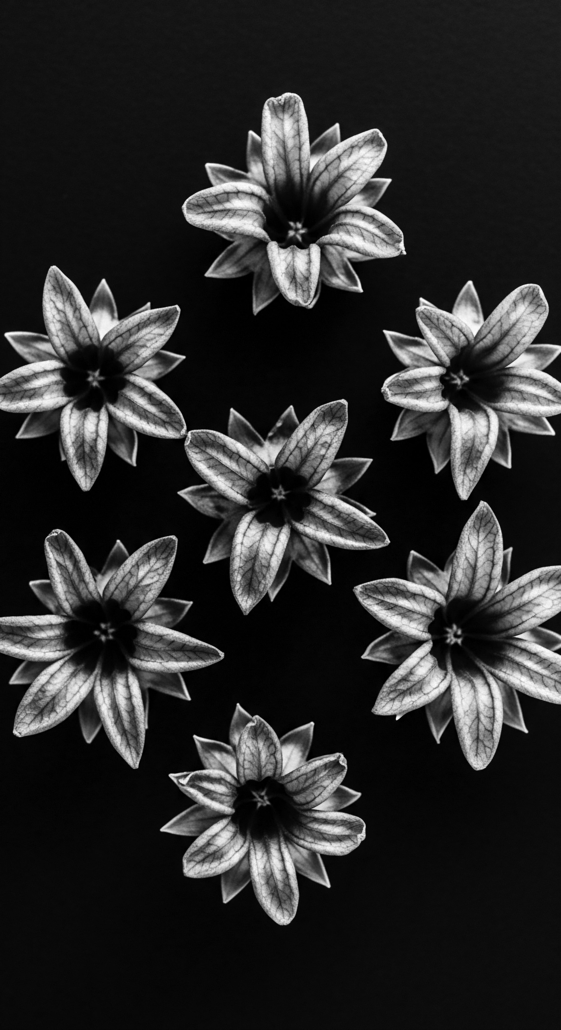 Monochrome Floral Arrangement Black Background: Textured Hair Care Ingredients Analogy This floral display mirrors the careful selection of natural ingredients for optimal Afro hair hydration and resilience. The monochrome palette enhances the organic textures, symbolizing a deep connection to ancestral heritage and the art of textured hair care.