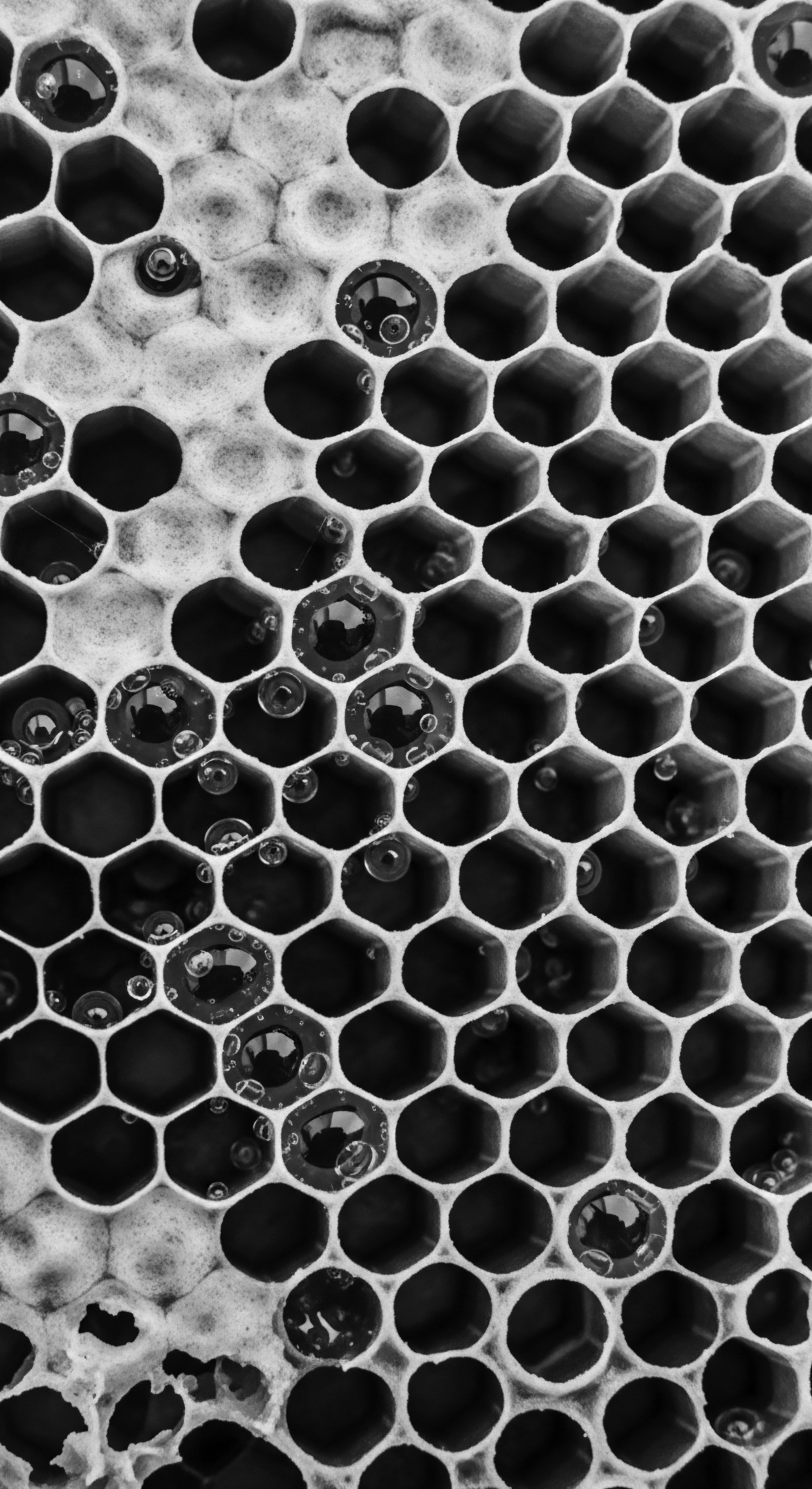 Monochrome Honeycomb Structure Reflecting Textured Hair Care Ingredient Formulation Detail The detailed honeycomb structure, symbolic of intricate formulations, highlights nature's influence on textured hair care, embodying ancestral knowledge and the importance of preservation. Each reflective drop hints at the hydration and nourishment essential for expressive, culturally rich coil enhancement.