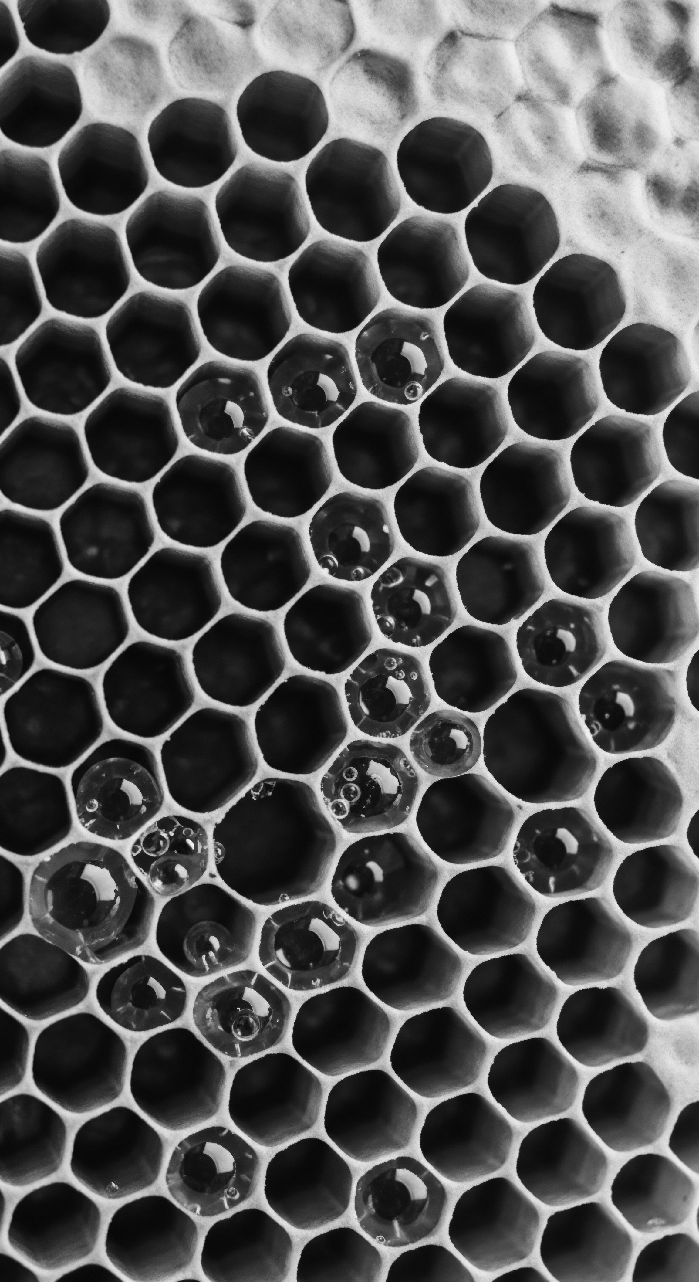 Monochrome Honeycomb Structure with Viscous Liquid Reflections Macro Image Monochrome cells shimmer, mirroring the intricate beauty and careful preservation needed for textured hair wellness. The honeycomb's geometric strength parallels ancestral hair practices, advocating balanced care that honors heritage and fosters resilient follicular support.