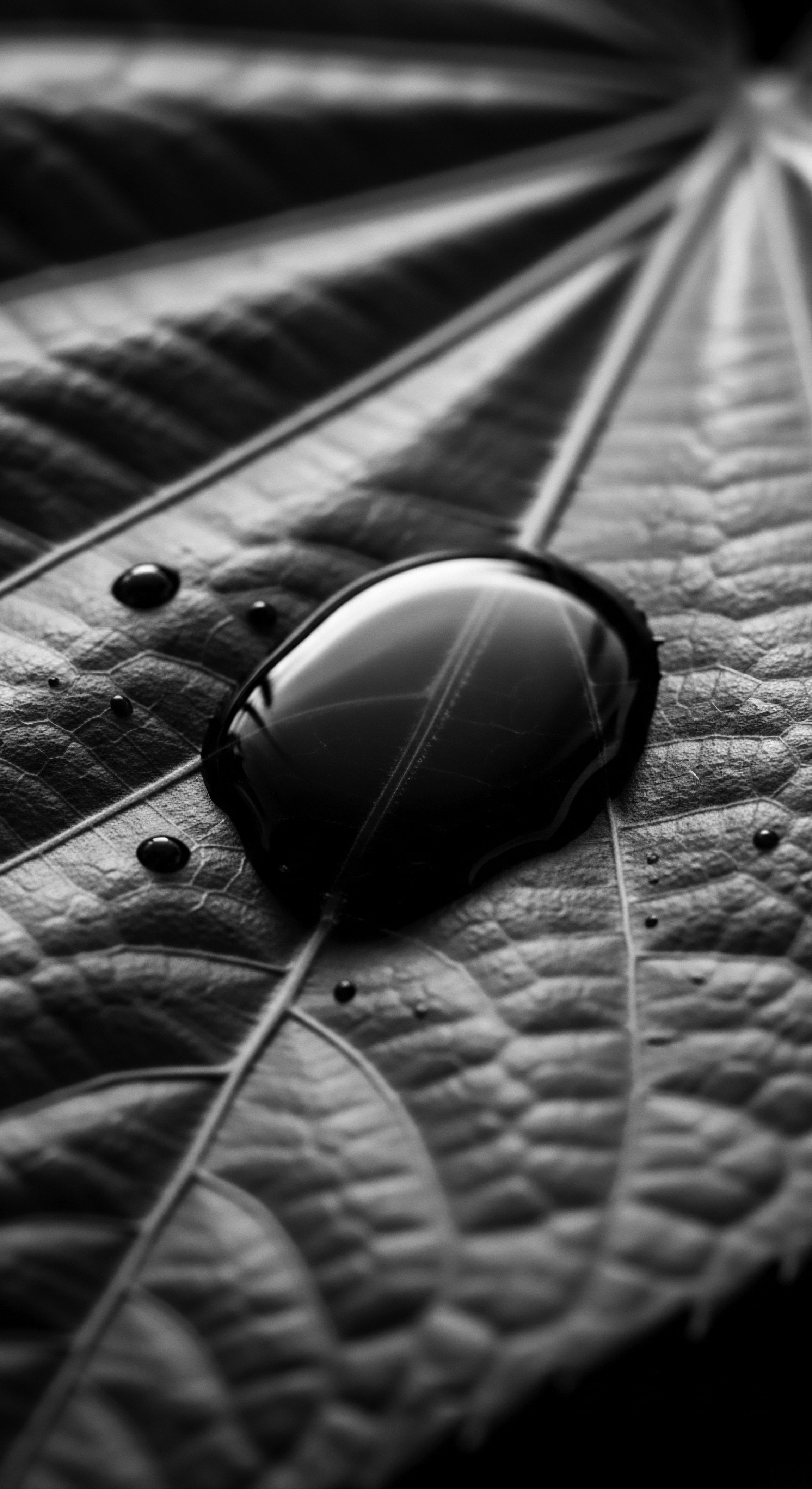 Monochrome Water Drop on Leaf Revealing Textured Surface Detail Reflection The monochrome water droplet symbolizes the delicate balance of moisture and natural textures, revealing detailed patterns within leaf structure. Reflecting ancestral wisdom in natural botanical benefits for nourishing hair and scalp, evoking traditions and care strategies, rooted in natural ingredients and holistic wellness philosophies.