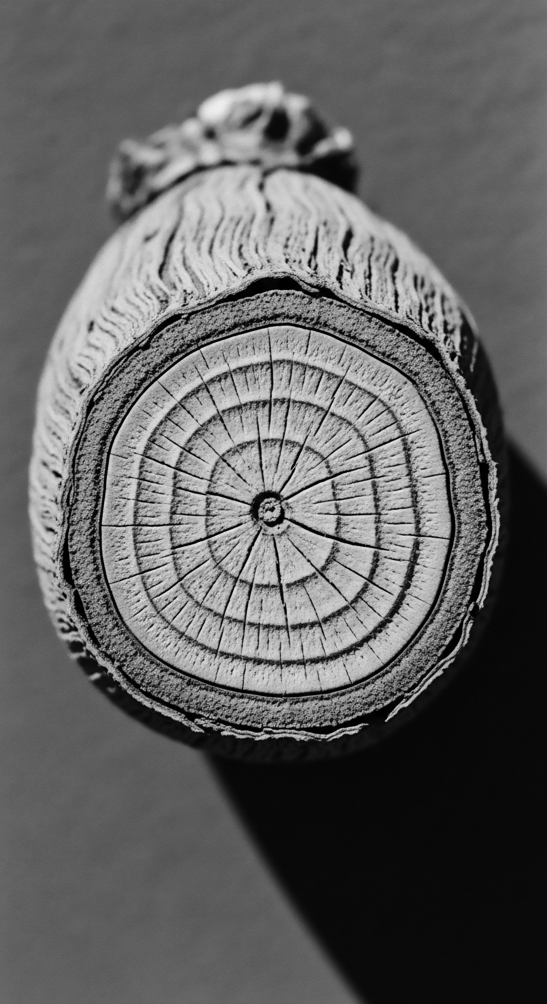 Petrified Coil Essence Time Capsule Embodiment of Ancestral Memory Texture Heritage In stark monochrome, the coil formation mirrors ancestral patterns etched into the essence of textured hair heritage, presenting itself as a visual time capsule, echoing wisdom and resilience through interconnected spiral formations.