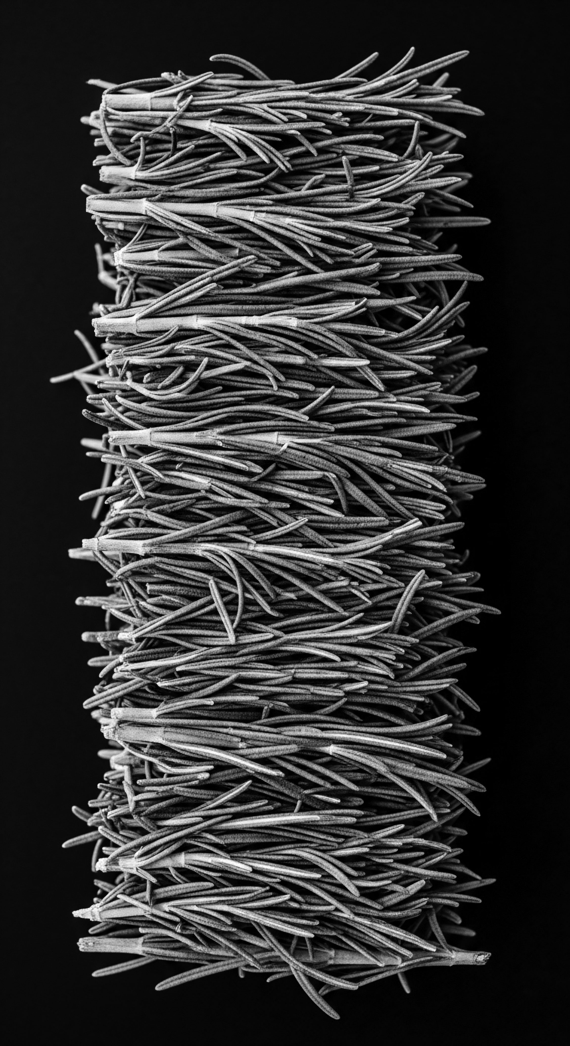 Rosemary Herb Bundle Black and White Image for Textured Hair Formulations Rosemary's potent antioxidants, celebrated across generations in hair traditions, are meticulously depicted, emphasizing its revitalizing properties to nourish and fortify textured hair, connecting cultural heritage with holistic care for enduring strength and luster, embodying time-honored wellness.