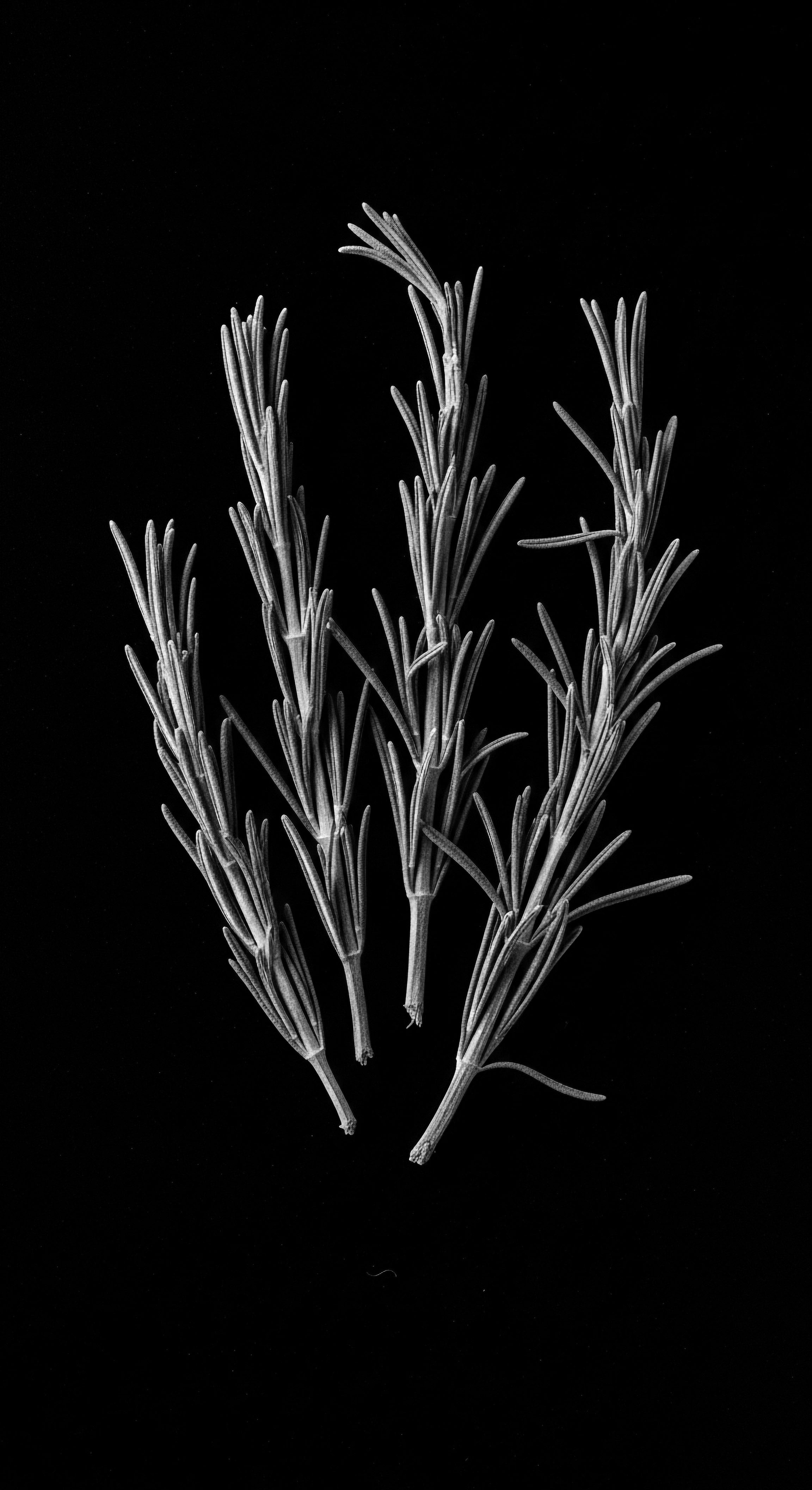 Rosemary Herb Study in Black and White Botanical Hair Wellness Rosemary's stark contrast captures its essence, evoking ancestral practices. The black and white composition highlights the potent heritage and timeless beauty of this herb, integral to hair care routines across generations and textures seeking holistic wellness.
