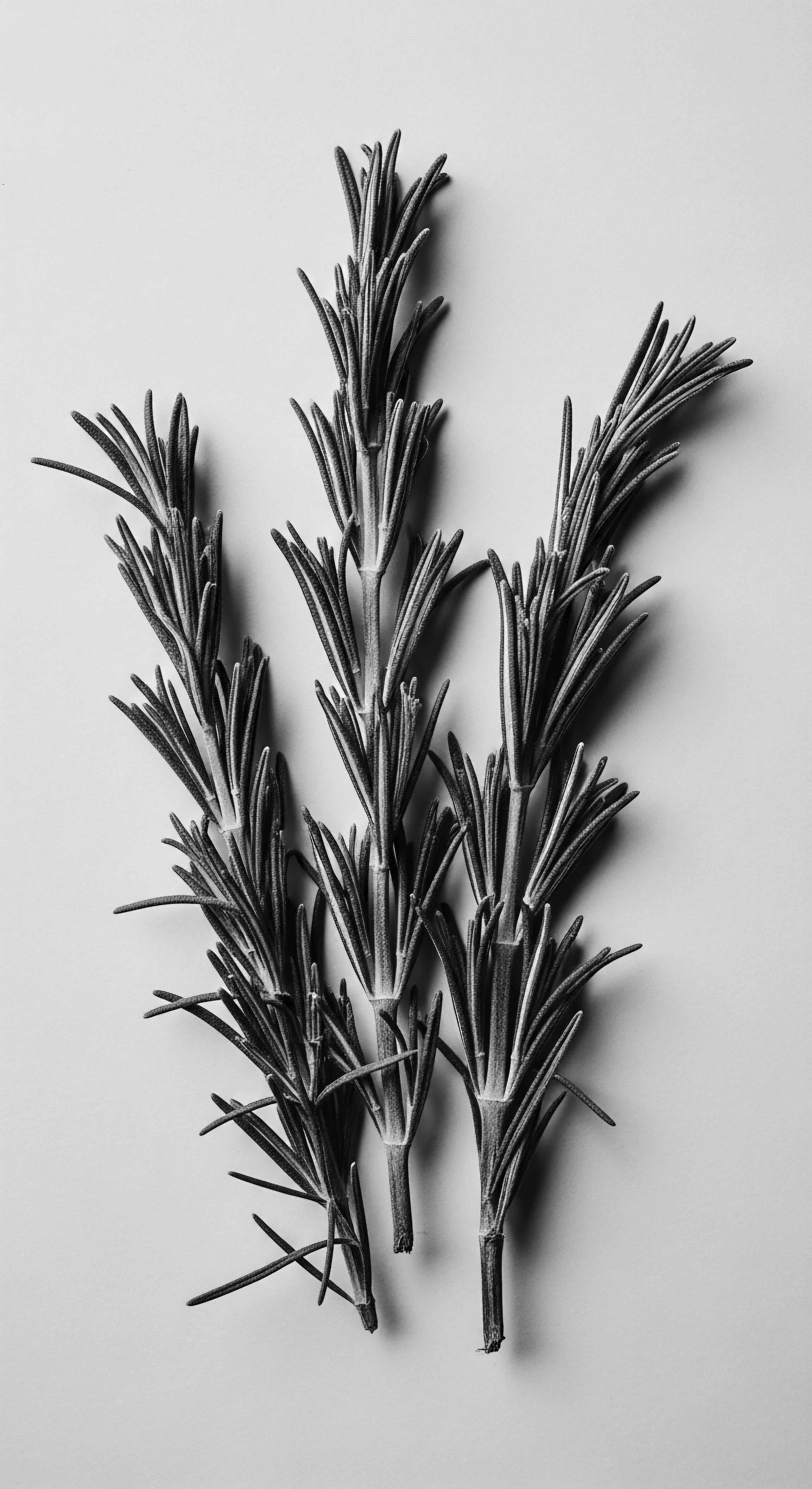 Rosemary Sprigs Still Life Black and White Natural Hair Care Ingredient Monochrome rosemary sprigs invite contemplation of natural hair's resilience. The oil’s potent scalp benefits connect to ancient traditions of herbal infusions for robust growth, embodying a heritage of holistic wellness practices for resilient coils and waves and overall hair health.