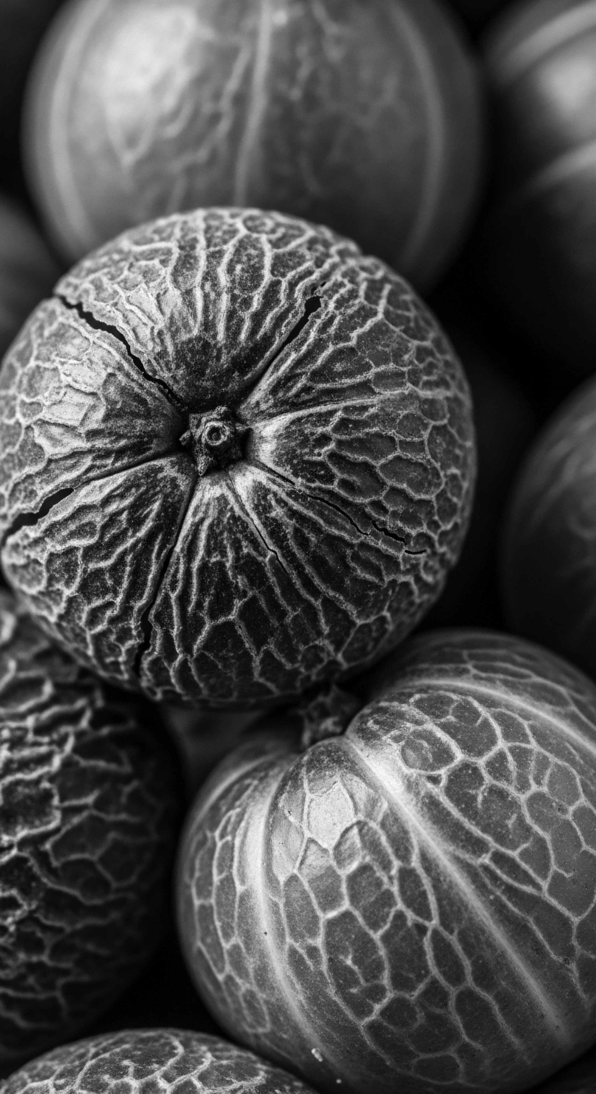 Textured Fruit with Intricate Surface Pattern Symbolic of Diverse Hair Forms Monochrome evokes ancestral tones, the intricate fruit patterns serving as a metaphor for textured hair, weaving a narrative of heritage, holistic wellness, ancestral beauty, and self-care traditions that embrace the beauty of distinctive formations within a family or community.
